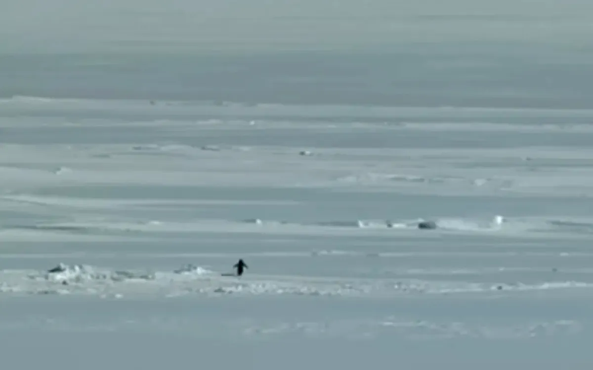 Nihilist Penguin