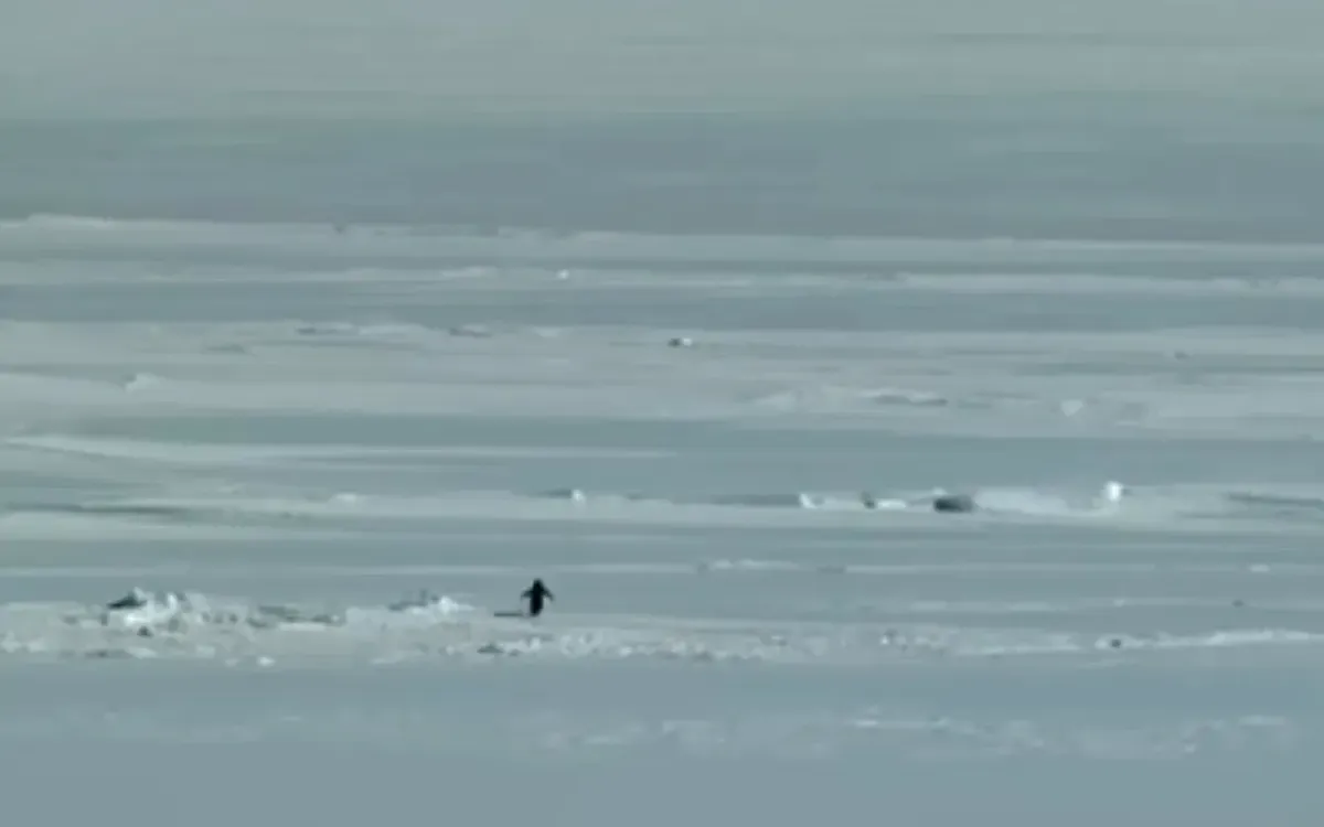 Nihilist Penguen