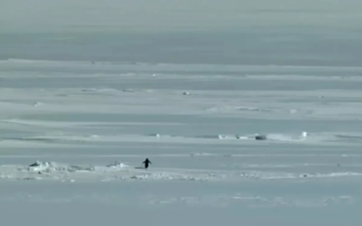 Nihilist Penguin