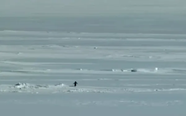 Nihilist Penguin