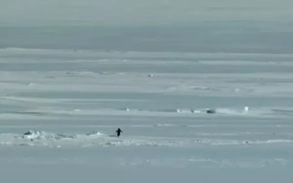 Nihilist Penguen
