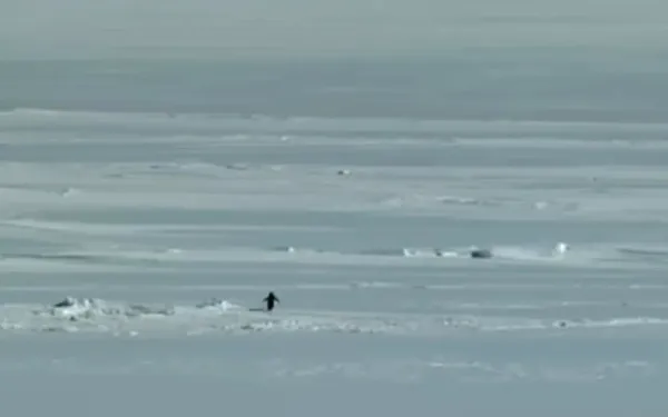 Nihilist Penguin